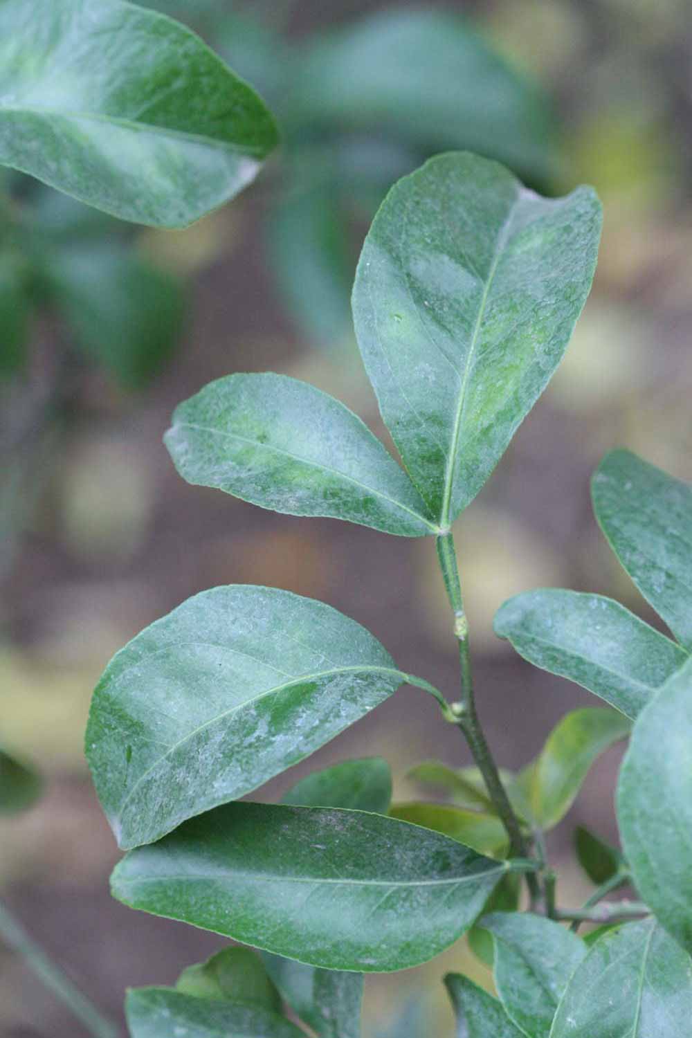              Unifoliolate leaf and trifoliolate leaf of    Citrus limon      x  Poncirus trifoliata                      (1449,   Riverside, CA)       
